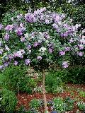 Ardens Purple Althaea / Hibiscus syriacus 